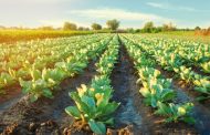Agrohub.ro: Sursa de Informații de Top pentru Agricultura Modernă
