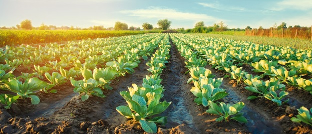 Agrohub.ro: Sursa de Informații de Top pentru Agricultura Modernă